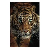 Afrikos laukiniai gyvūnai Tigro drobė Tapyba Plakatai ir spaudiniai Sienų menas Dekoratyvinės nuotraukos gyvenamojo kambario namų dekoravimui Cuadros 20x30cm brown