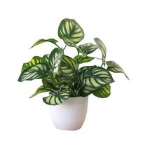 1 vnt. Dirbtinis bonsai gėlės lapijos augalas vazone Namų svetainė Sodas Biuras Restoranas Stalas Bonsai Namų dekoracija