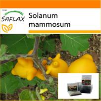 SAFLAX Sodas maiše - Meilė obuolys / spenelių vaisiai - 10 sėklų - Su substratu tinkamame stovimame maišelyje - Solanum mammosum