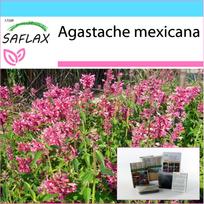 SAFLAX - Gift Set - Mexican Giant Hyssop - 50 seeds - With gift box, card, label and potting substrate - Agastache mexicana