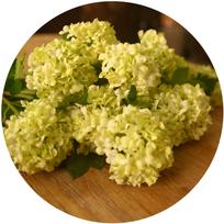 Artificial Flower Hydrangea Sanhuamu Hydrangea 60CM Home Scene Decoration DIY Party Holiday Birthday Christmas Arrangement RX-6-3-green-