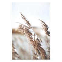 Nendrinio varpo gėlė augalas botaniniai skandinaviški plakatai ir atspaudai sienų menas drobės tapyba sienų paveikslai svetainei namų dekoras 21x30cm No Framed