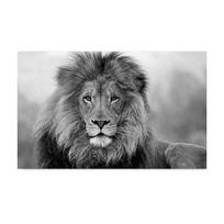 Juodai baltas laukinio gyvūno liūto plakatas ir spaudiniai Modernūs drobės paveikslai Sienų menas svetainei Namų dekoravimas Cuadros 21x30cm No Framed gray