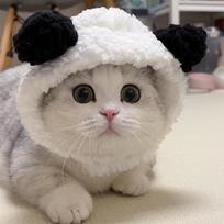 Katytės Katytės Kepurė Viščiukas Augintinis Galvos Apdangalas Panda Meškiukas Šuns Kepurė Galvos Apdangalas Drag Kepurė Internetinė Įžymybė Tarptautinė gray