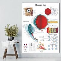 Medinis Rėmas Abstrakcija Žmogaus Akis Drobės Tapyba Medicininio Švietimo Plakatai ir Spaudiniai Cuadros Sienos Menas Paveikslas Svetainė Namų Dekoras 15*20cm(with frame) gray
