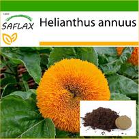 SAFLAX – Nykštukinė saulėgrąža – 40 sėklų – Su vazoniniu substratu geresniam auginimui – Helianthus annuus