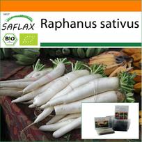 SAFLAX – Sodas maišelyje – Ekologiški – Ridikėliai – Mooli Minowase – 100 sėklų – Su substratu tinkamame stovimame maišelyje – Raphanus sativus