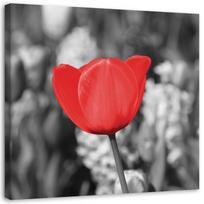 Canvas print Modern Red Tulip Blossom in the Meadow 30x30 raudona