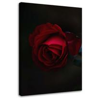 Canvas print Red Rose Flower Nature 40x60 raudona