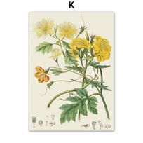 Augalų Gėlių Vaisių Tyrimas Medicininė Enciklopedija Retro Plakatai Ir Spaudiniai Sienos Menas Drobės Tapyba Nuotraukos Svetainės Dekoras 21cm×30cm NoFrame beige