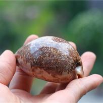 Natural Shell Conch Map Snail Collection Creative Gift Fish Tank Aquarium Decoration