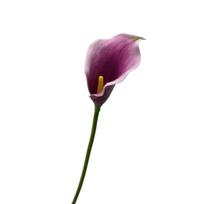 Artificial Calla Lily Flower Stem EVA Foam Material Realistic Texture Single Stem for Home Office Wedding Decoration Floral Arrangement One Size