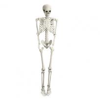 5,4 pėdos lankstus skeletas rekvizitas, tikro dydžio plastikinis, Helovino žmogaus kaulų skeletas, vakarėlio reikmenys, nuotraukų rekvizitas