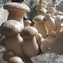 Karališkasis austrių grybas (Pleurotus eryngii). Skysta grybiena.