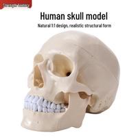 1:1 tikro dydžio žmogaus kaukolės modelis - Realistiška anatomijos simuliacija white