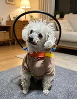 Adjustable Anti-Collision Blind Dog Harness Leash Set for Small to Large Dogs XXS to S Guiding Device Pet Safety Accessory XXS