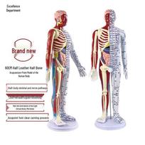 60cm TCM Acupuncture Teaching Model: Human Meridian Acupoint, Half-Skin/Half-Muscle Anatomical Model.