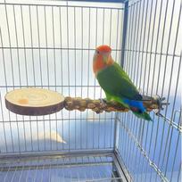 Parrot Perch Stand - Bird Cage Accessory and Toy Platform