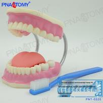 Dental Teaching Model: 32-Tooth Replacement for Oral Health Practices 21x15x11.5 cm