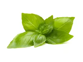 Click And Grow Click & Grow sėklos išmaniajam vazonui - Citrininis bazilikas (SGR100X3) 3vnt.