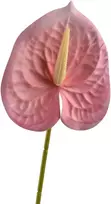 Mondex Since 1986 VIRIDIS dirbtinė gėlė Anthurium 60cm rožinė