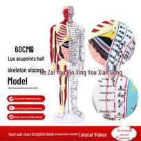 60CM Human Acupoint Model: High-Definition TCM Meridian, Half Muscle/Bone, Half Meridian Engraving Height 60cm