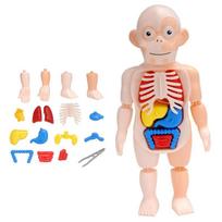 3D Human Body Torso Model Educational Assembly Learning DIY Toys Human Body Organ Teaching Tools Early Learning Toy for Children beige