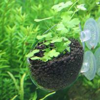Akvariumas Mini Stiklinis Vazonas Vandens Vazoninis Vandens Augalų Sodinimo Cilindro Puodelis green
