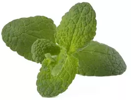 Click Grow „Click and Grow“ – išmaniojo sodo papildymo pakuotė, 3 vnt. – obuolių ir mėtų skonio (SGR79X3)