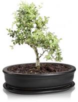 POLNIX Keraminis vazonas BONSAI, juodos sp., 19 x 13 cm