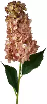Mondex Since 1986 VIRIDIS gėlė ilga hortenzija 80cm