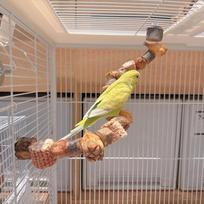 Natural Corn Cob Bird Chew Toy for Small to Medium Birds Parrot Chewing Perch Durable Safe Non-Toxic Pet Enrichment Accessory One Size