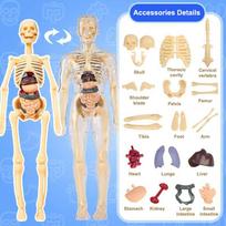 3D Žmogaus Skeleto Organų Anatomijos Mokslinis Modelio Rinkinys Vaikams Kūno Švietimo Modeliai Nuimamas Simuliacinis Pasidaryk pats Organų Surinkimo Modelis A1