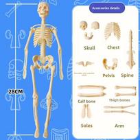 3D Žmogaus Kūno Torso Modelis Vaikui, Anatomija, Skeletas, Nuimamas, Simuliacija, Organas ir Skeletas, Išardomi Kauliniai Kūno Modeliai Nauji