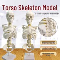45cm Half-Body Human Skeleton Model with Stand for Medical Teaching 45cm