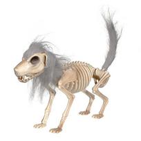 Helovino šunelio skeleto dekoracija, statomas šunelio skeletas su judančiais sąnariais, plastikinis pilno kūno šunelio kaulas su karčiais, namui su vaiduokliais, kapinėms Dog