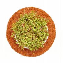 Cress - seeds for sprouting sprouter - 100g