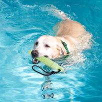 Dog Float Bumper Chew Toy Training DummyRetrieving Bumpers Pool Beach Water Game Interactive Toys For Small Medium Large Dogs CN