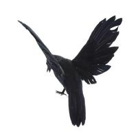 Artificial Fake Festival Decor DIY Miniatures Bird Deter Bird Ornament Crow Statue Garden Decor Fake Crow juoda