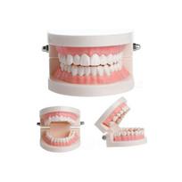 Dental Denture Model Gums Standard Audlt Teeth Model Medical Teaching Tool Teeth Model