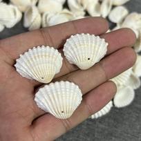 Handmade Natural Conch Shell Wind Chimes, Necklaces, and Wall Decor for DIY and Crafts