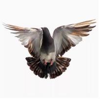 Peace Dove Wall Stickers for Living Room Bedroom Bathroom Vinyl Decals Scratch-Proof Home Decoration Animal Wall Accessories (as the picture,15CM)
