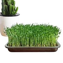 Stainless Steel Bean Sprout Cultivation Set Seedling Tray Hydroponic Cat Grass Tray Planting Tray Rectangular Planting Tray CHINA