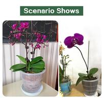 Transparent succulent pot, specifically designed for orchids, made of breathable resin plastic (10cm diameter, with air
