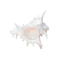 Natural Conch Shell Decors Large Natural Seashells for Fish Tanks Wedding Decoration Beach Theme Party Home Decorations 1