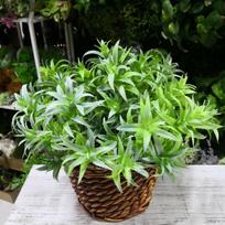 Artificial Succulents & Aloe Wall Décor - Green Plant Home Decoration