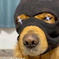Šunų kostiumai dideliems šunims Slidinėjimo kaukė šunų kepurės šunims Naminių šunų šalmas Puošnus kostiumas Cosplay Naminių gyvūnėlių reikmenys