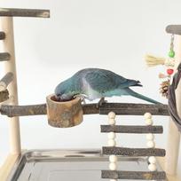 24TE Parrot Bird Cage Perch Training Stand with Feeding Cups for Small Parrot China Mainland