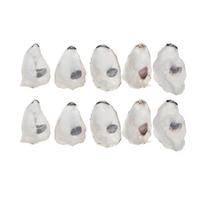 Natural Oysters Shell Bulk for Vases Filler,Ornament,DIY Art and Crafts Sea Shell Concave Oysters Shell for Crafts 5 8