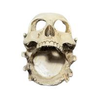 Gothic Skull Resin Rings Holder With Multifunctional Use As Jewelry Tray Or Ashtray 1